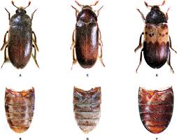 Attēlu rezultāti vaicājumam “Dermestidae”