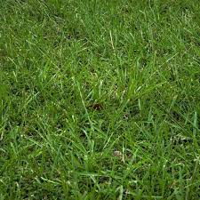 Attēlu rezultāti vaicājumam “Festuca altissima”