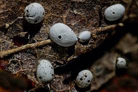 Attēlu rezultāti vaicājumam “Didymium difforme sessile”