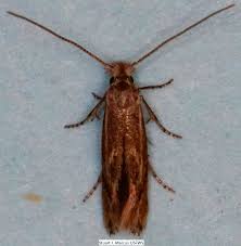 Attēlu rezultāti vaicājumam “Bucculatricidae”