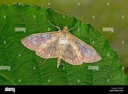 Attēlu rezultāti vaicājumam “Pleuroptya ruralis”