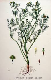 Attēlu rezultāti vaicājumam “Matricaria discoidea”