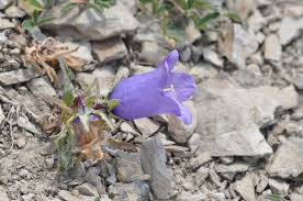 Image result for Campanula lingulata