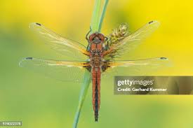 Attēlu rezultāti vaicājumam “Libellula fulva”