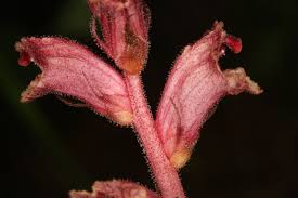 Attēlu rezultāti vaicājumam “Orobanche reticulata flower”