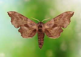 Attēlu rezultāti vaicājumam “Laothoe amurensis”