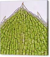 Attēlu rezultāti vaicājumam “Elodea canadensis leaf”