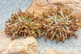 Attēlu rezultāti vaicājumam “Dienerella elongata”