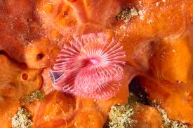 Attēlu rezultāti vaicājumam “Serpoleskea subtilis”