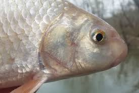 Image result for Carpiodes cyprinus