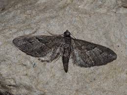 Attēlu rezultāti vaicājumam “Eupithecia pusillata”