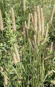 Attēlu rezultāti vaicājumam “Phleum pratense”