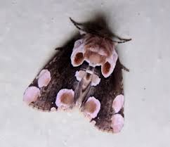 Attēlu rezultāti vaicājumam “Thyatira batis larva”