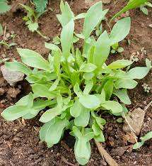 Attēlu rezultāti vaicājumam “Rumex acetosella leaf”