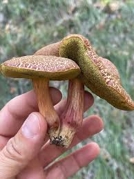 Attēlu rezultāti vaicājumam “Xerocomus chrysenteron”