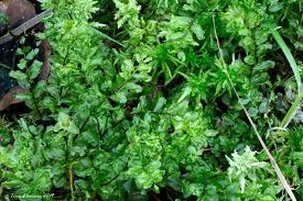 Attēlu rezultāti vaicājumam “Pseudobryum cinclidioides cells”