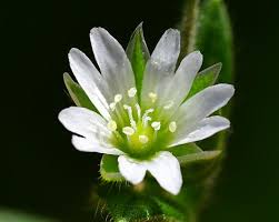 Attēlu rezultāti vaicājumam “Cerastium holosteoides fruit”