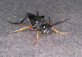 Attēlu rezultāti vaicājumam “Tenthredo mandibularis larva”