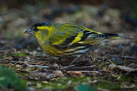 Attēlu rezultāti vaicājumam “Carduelis spinus”
