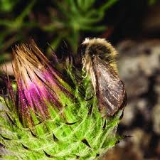 Attēlu rezultāti vaicājumam “Perichaena corticalis spores”