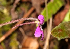 Attēlu rezultāti vaicājumam “Lentibulariaceae”