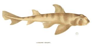 Image result for Heterodontus portusjacksoni