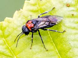 Attēlu rezultāti vaicājumam “Eriocampa ovata”