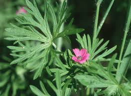 Attēlu rezultāti vaicājumam “Geranium dissectum leaf”