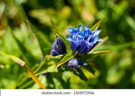 Image result for Enzian