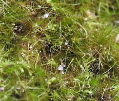 Attēlu rezultāti vaicājumam “Dicranodontium denudatum”