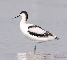 Attēlu rezultāti vaicājumam “Recurvirostra avosetta”