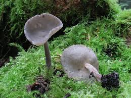 Attēlu rezultāti vaicājumam “Helvella macropus”
