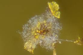 Attēlu rezultāti vaicājumam “Physarum viride var. incanum stalked”