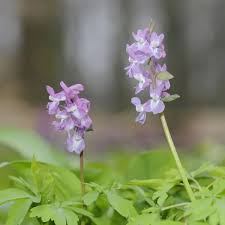 Attēlu rezultāti vaicājumam “Corydalis cava flower”