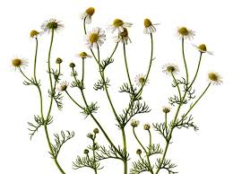 Image result for Matricaria recutita (chamomilla)