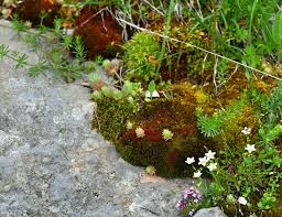 Attēlu rezultāti vaicājumam “Bryum pallens”