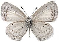 Attēlu rezultāti vaicājumam “Celastrina argiolus”