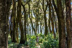 Image result for лес,