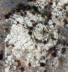 Attēlu rezultāti vaicājumam “Craterium aureum stalked”