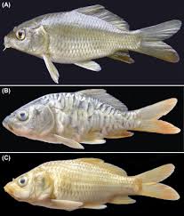 Image result for Cyprinus carpio