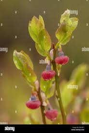 Attēlu rezultāti vaicājumam “Vaccinium myrtillus flower”