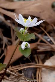 Attēlu rezultāti vaicājumam “Isopyrum thalictroides fruit”
