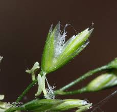 Attēlu rezultāti vaicājumam “Poa nemoralis”