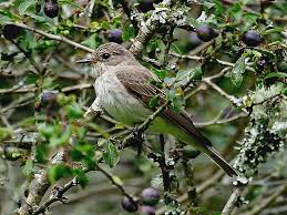 Attēlu rezultāti vaicājumam “Muscicapa striata adult”