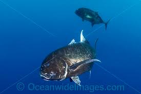 Image result for Caranx lugubris