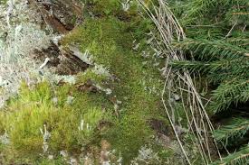 Attēlu rezultāti vaicājumam “Tritomaria exsectiformis”