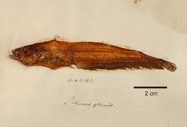 Image result for Silurus glanis