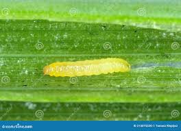 Attēlu rezultāti vaicājumam “Acrolepiopsis assectella”