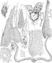 Attēlu rezultāti vaicājumam “Calliergonella cuspidata sporophyte”