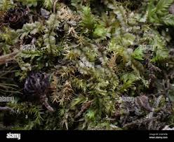 Attēlu rezultāti vaicājumam “Geocalyx graveolens”